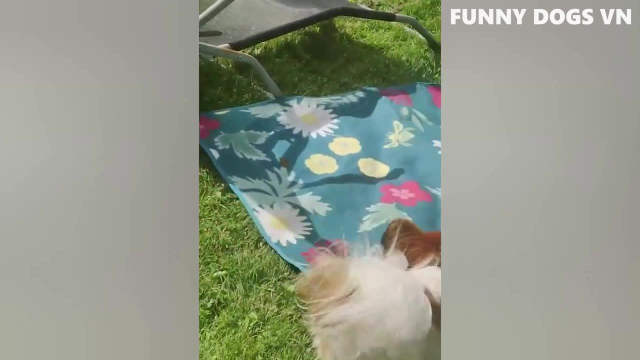 Most Top Fun dog ad cat video