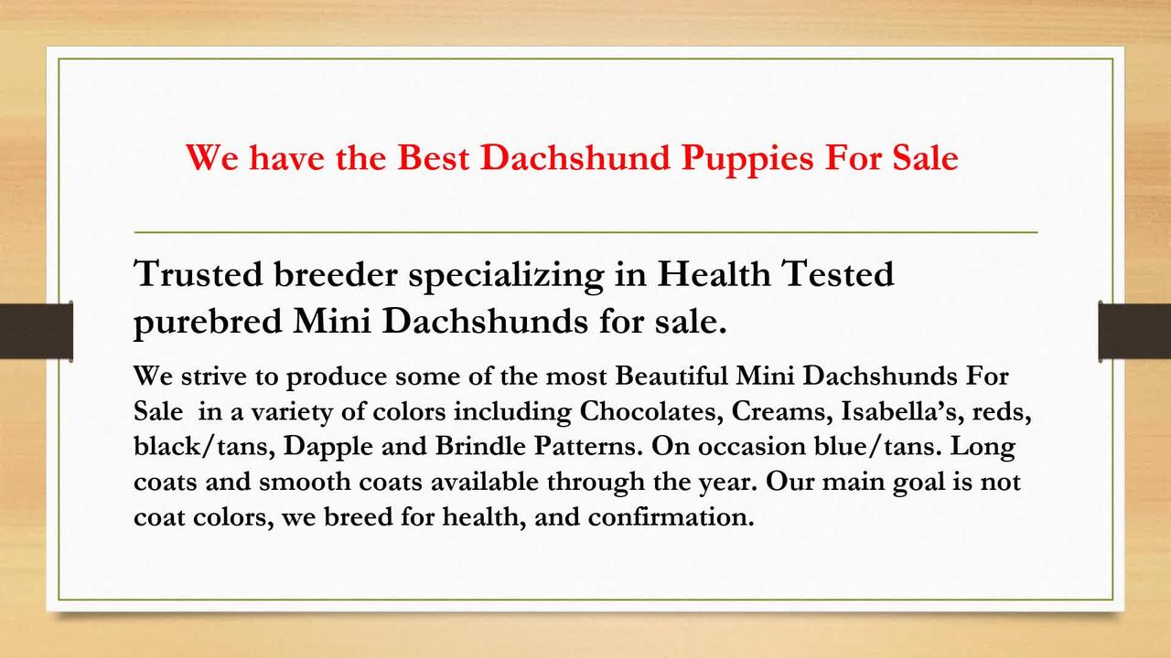 Mini Dachshund Puppies for Sale Near Me