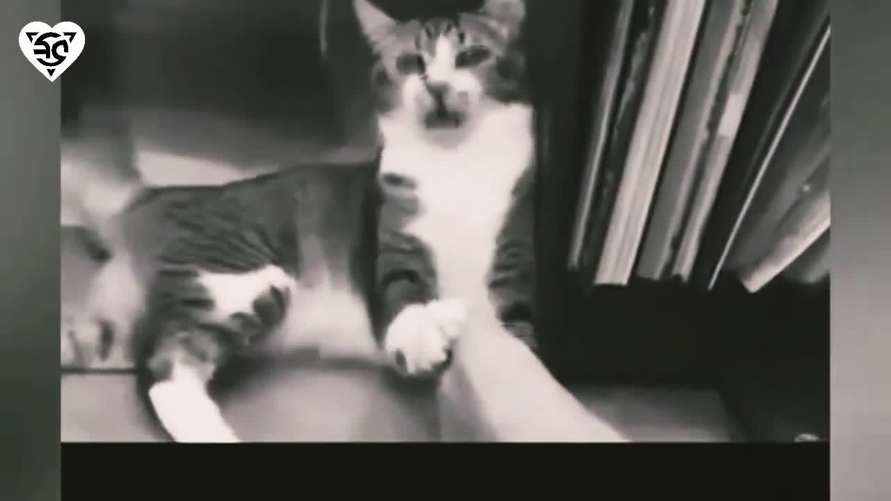 Cat Compilation Funny