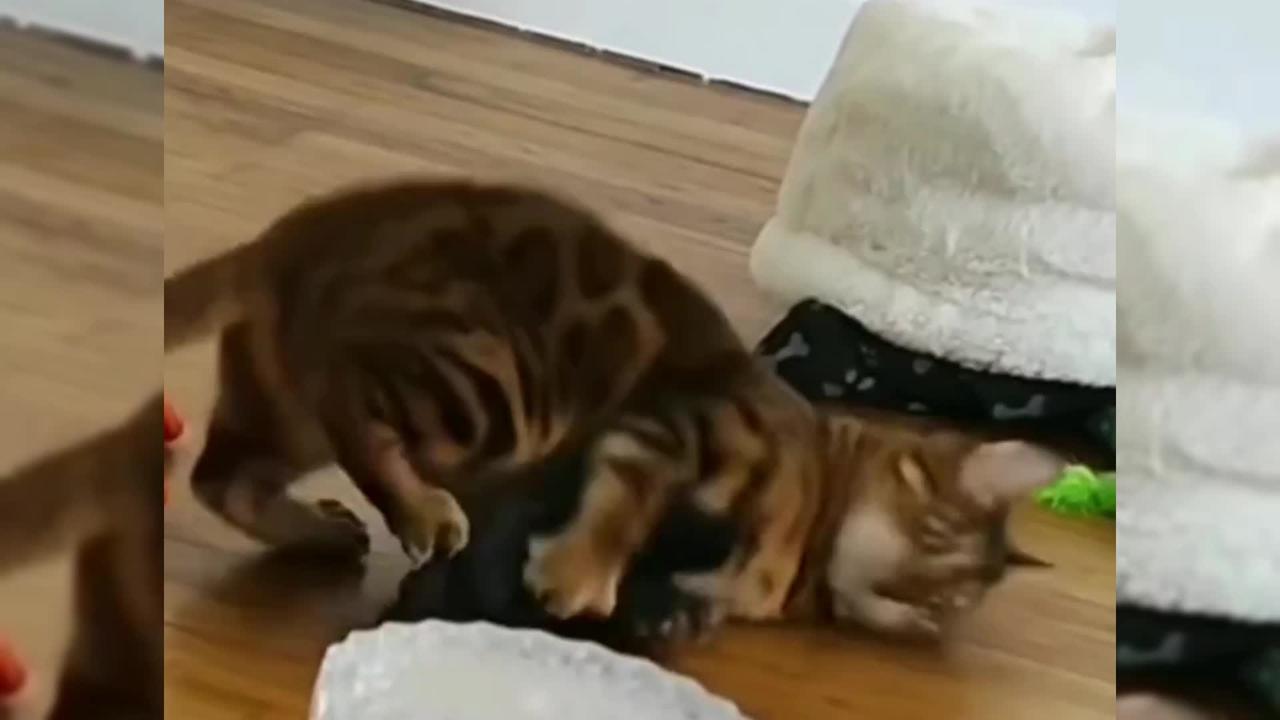 Cute pet funny video