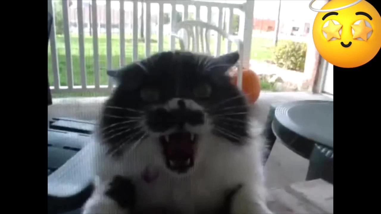 Funniest cat you ever seen  🐱cute funny cat 🐈Funny Cats🥰🥰