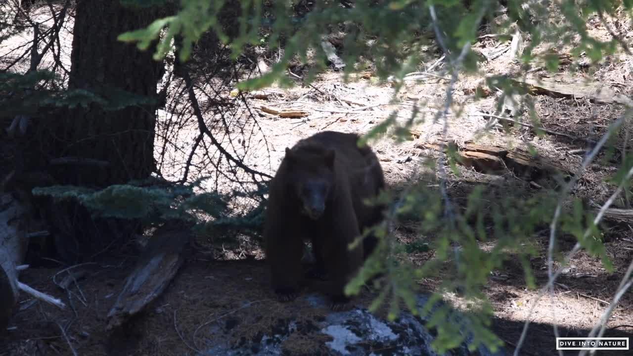 Mother Black Bear & Her Adorable Bear Cub in Sequoia National Park - California