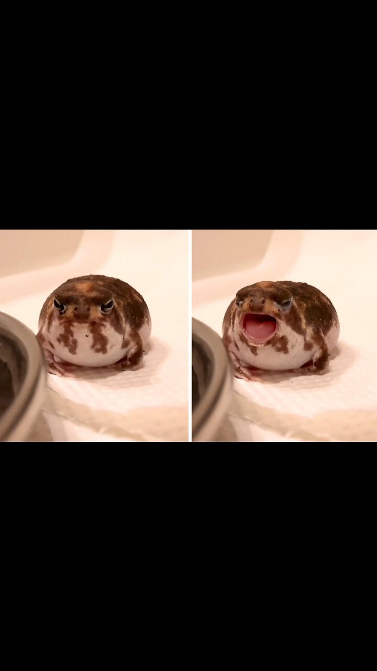 Tiny round rain frog has the cutest yawn ever