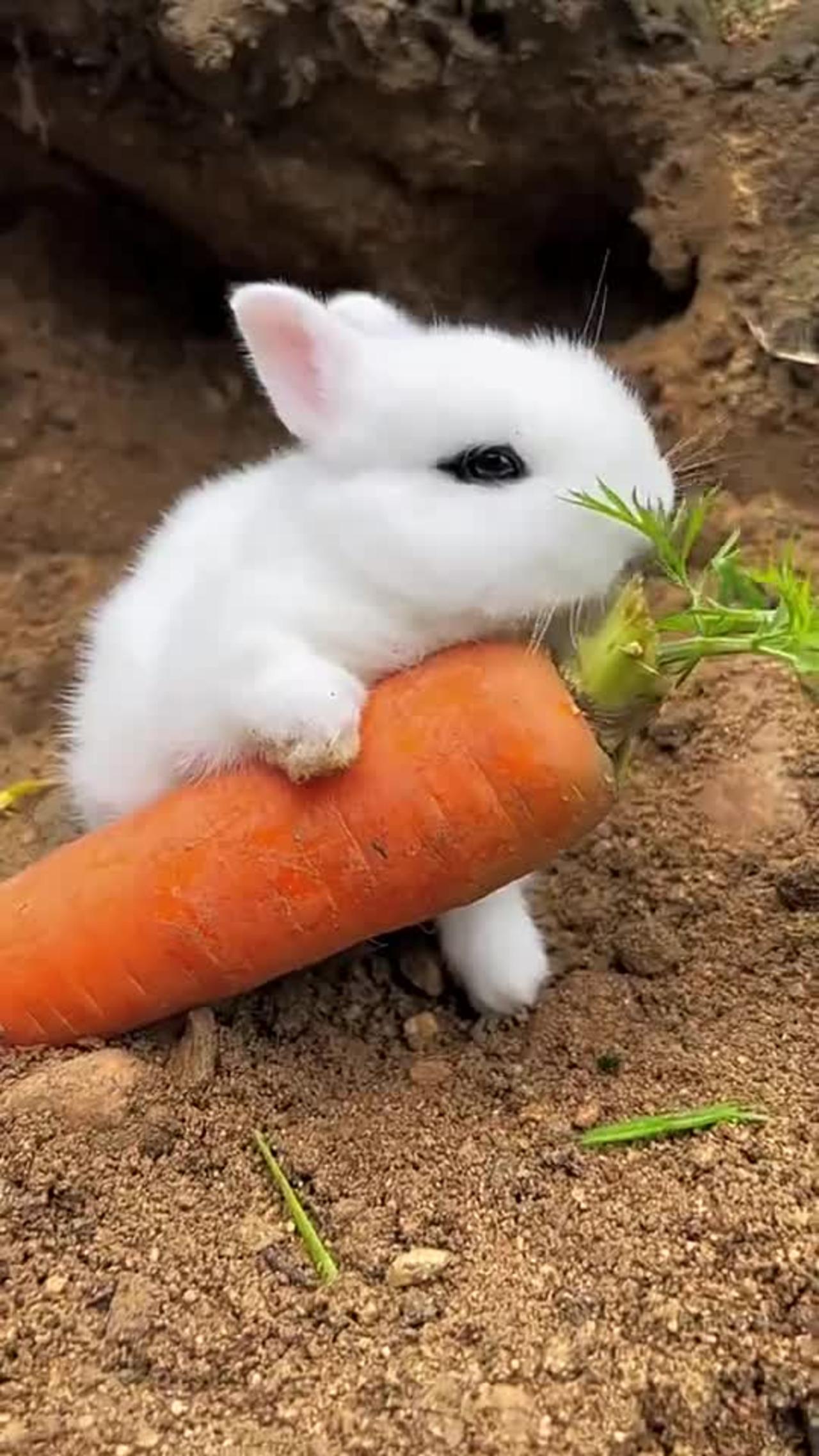 What a lovely rabbit