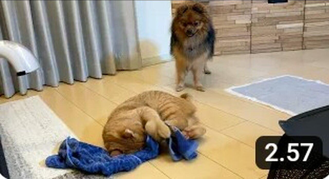 A cat is donned by a dog because it is too funny.