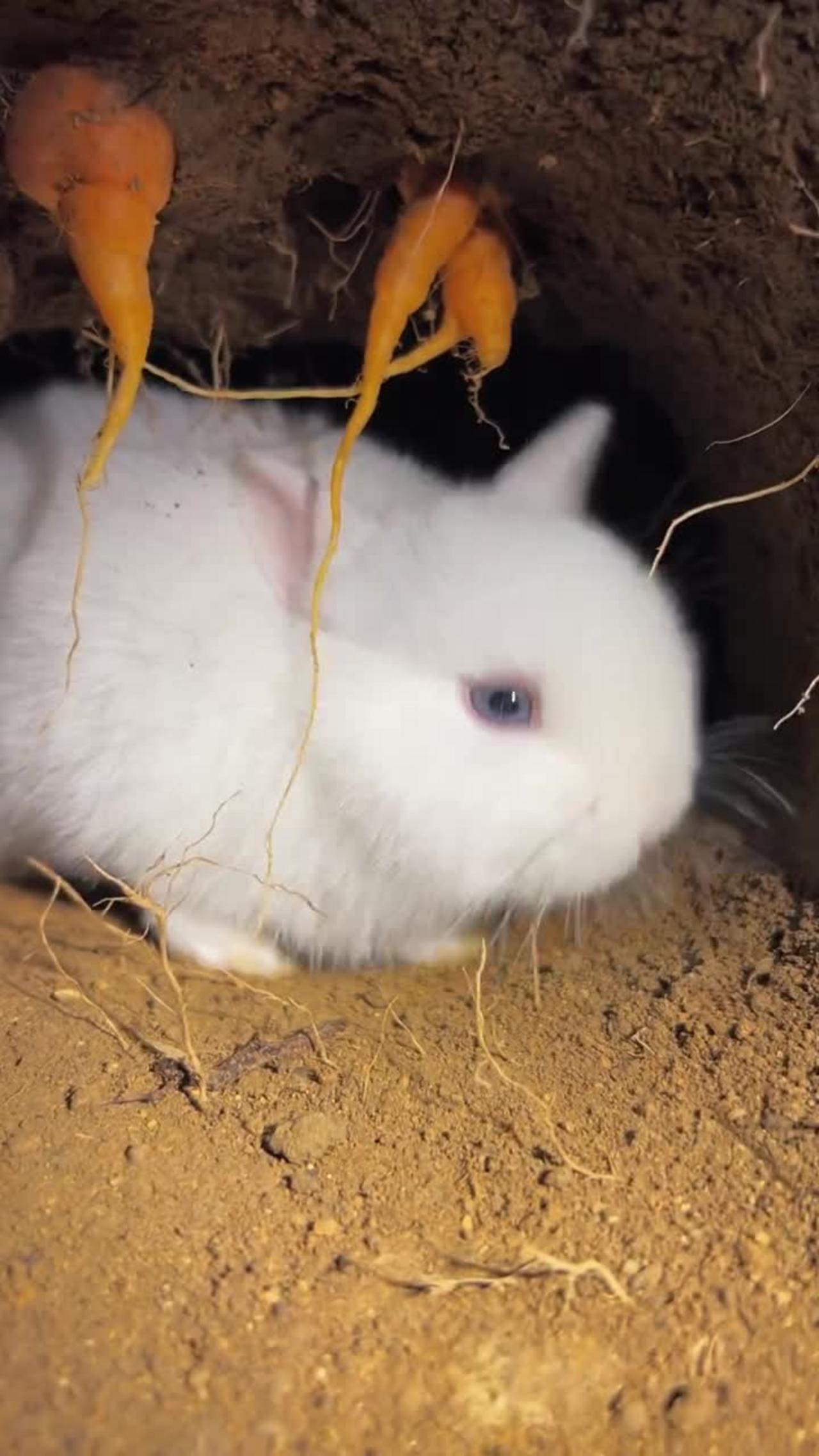 Lovely rabbit