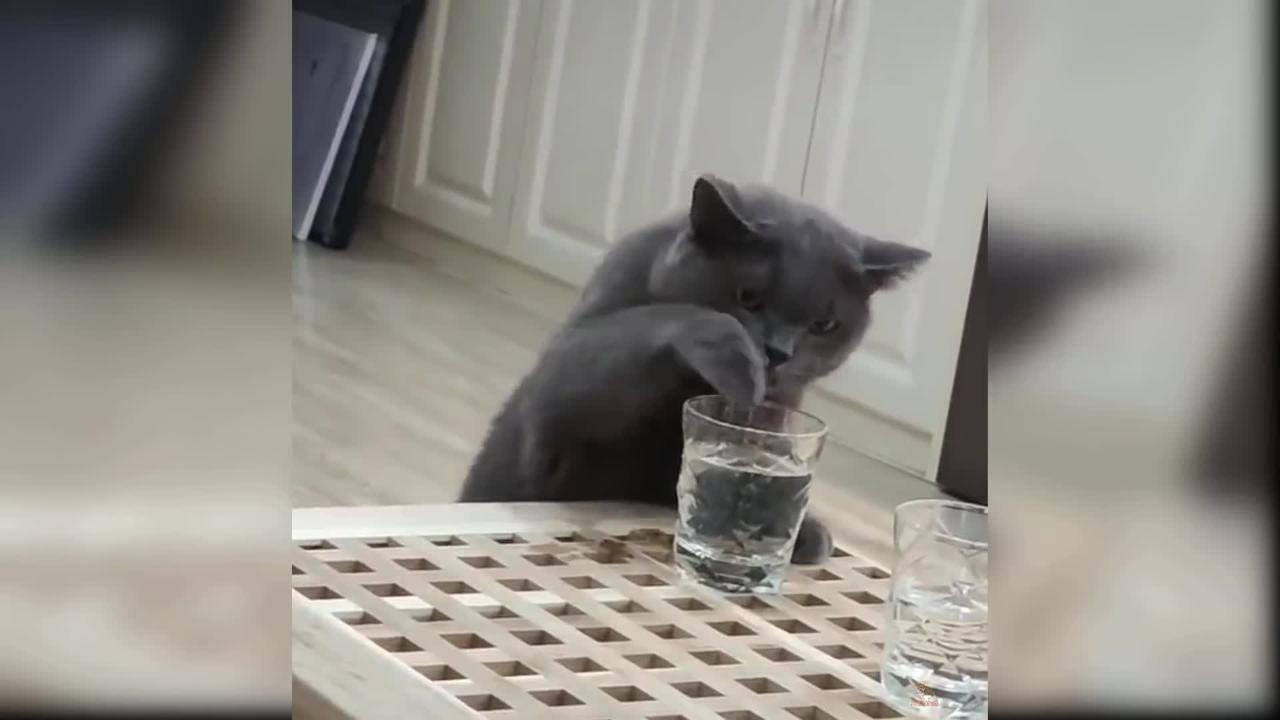 Baby Cats: Aww Animals' Compilation of Cute and Funny Cat Videos
