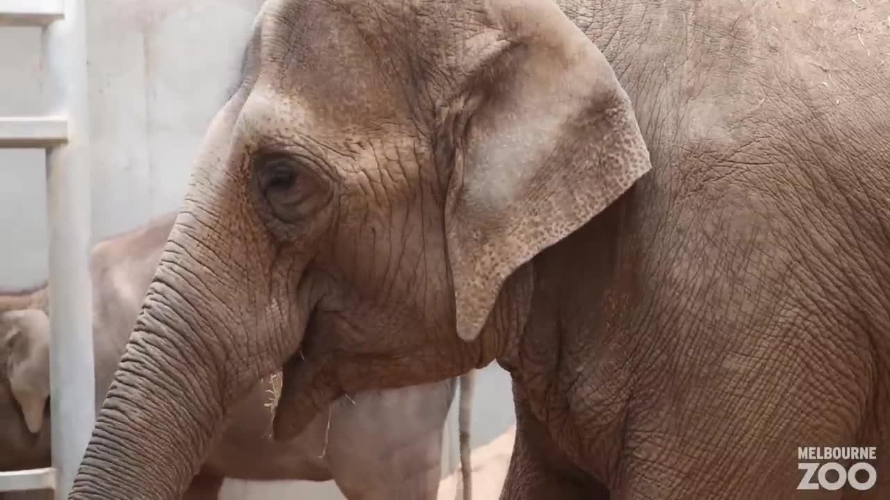 Hello world! Asian Elephant born at Melbourne Zoo