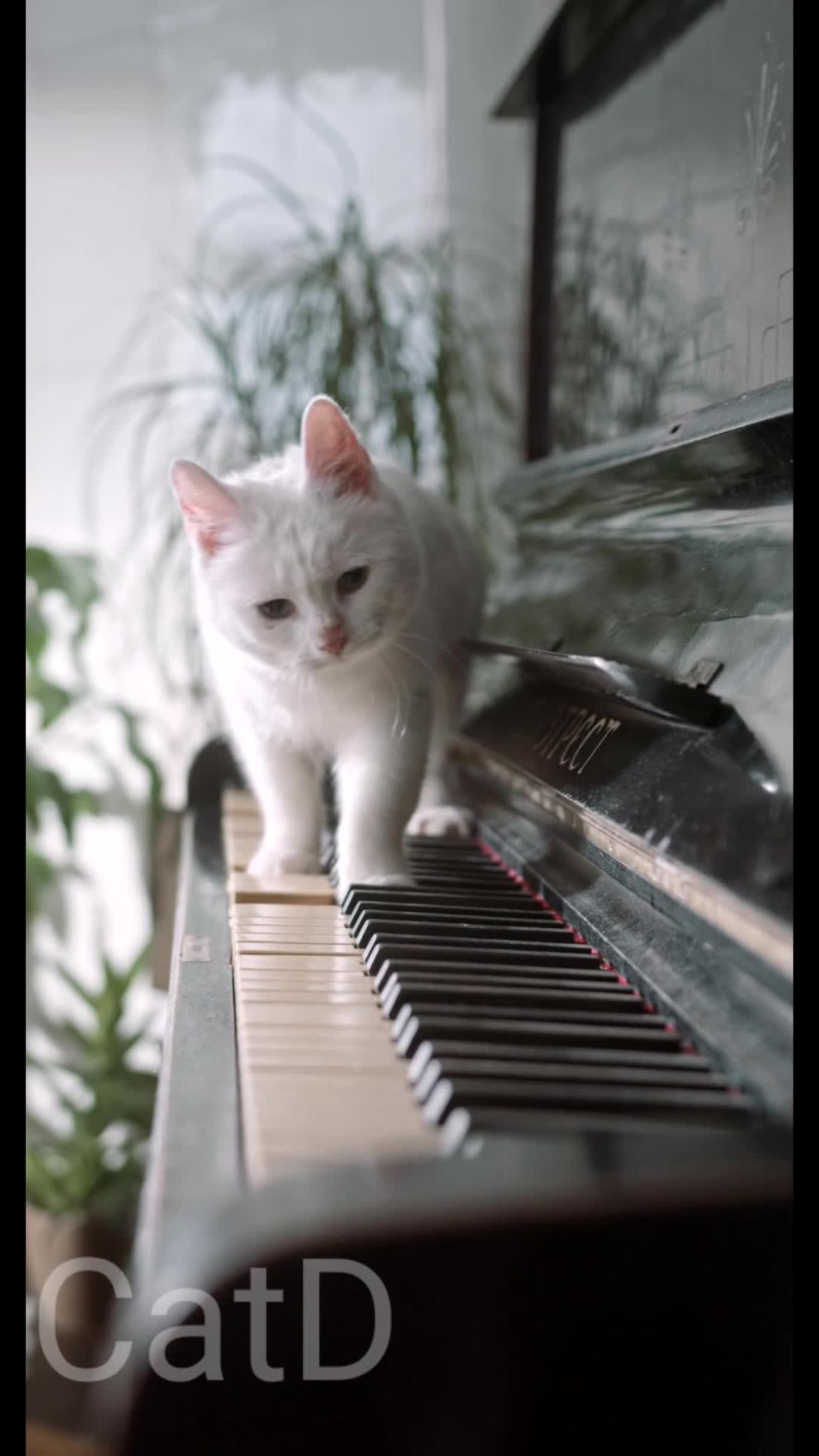 Cute Kitty Playing Piano 😺😍