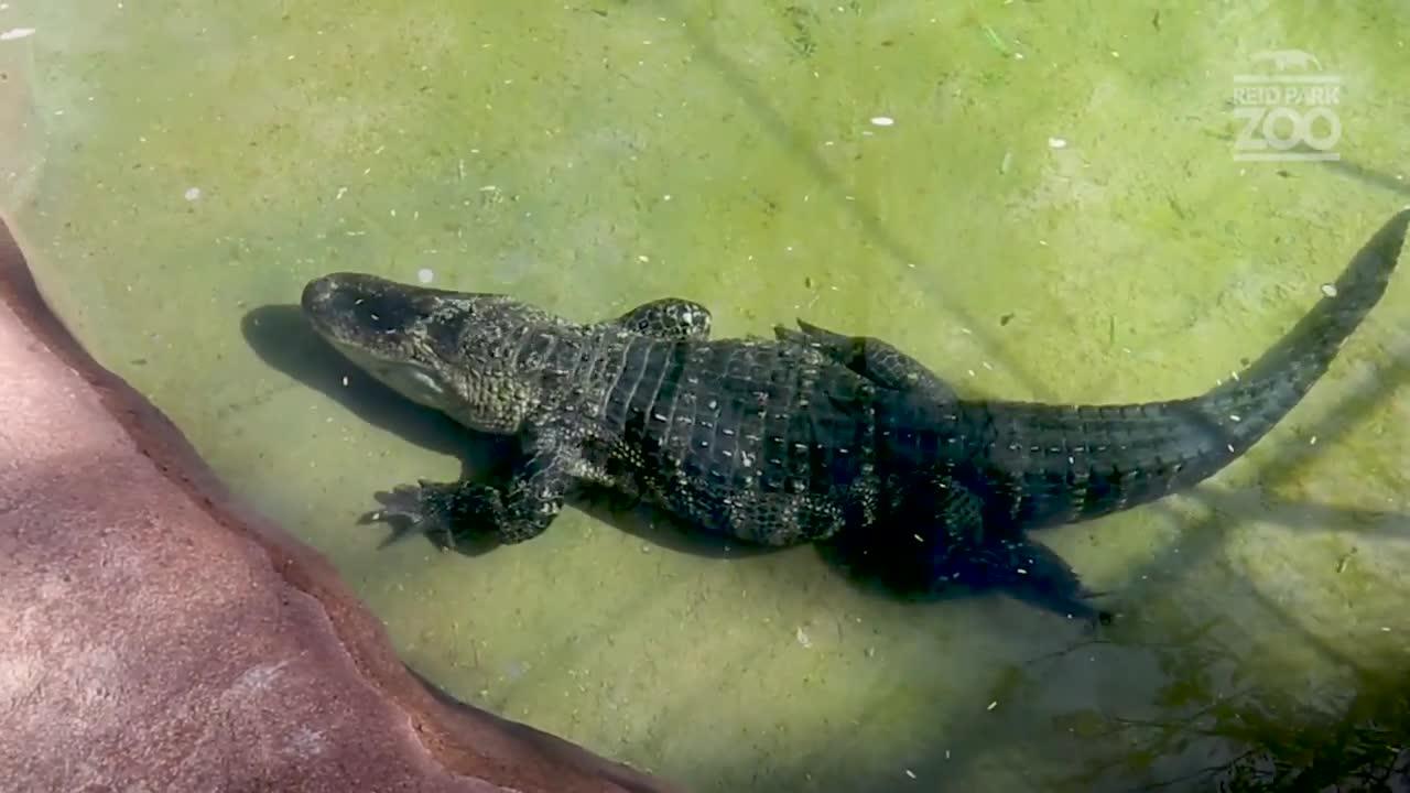 Watch: American alligator newest member of Tucson's Reid Park Zoo