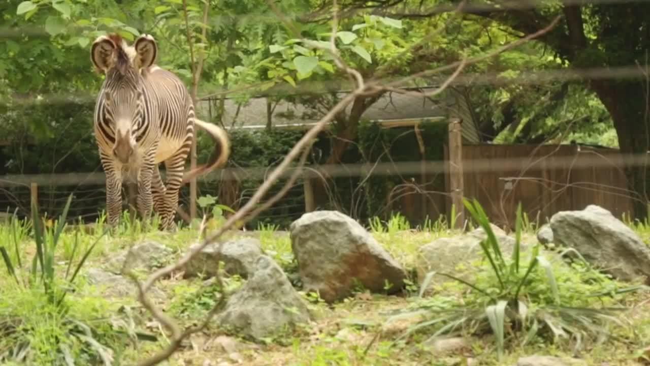 American Sign Language - Zoo Animals