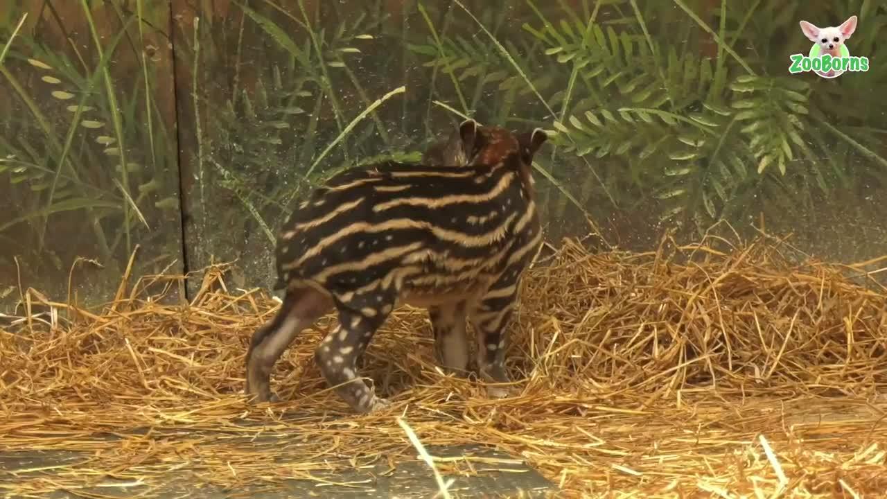 South American Tapir Born at Brookfield Zoo