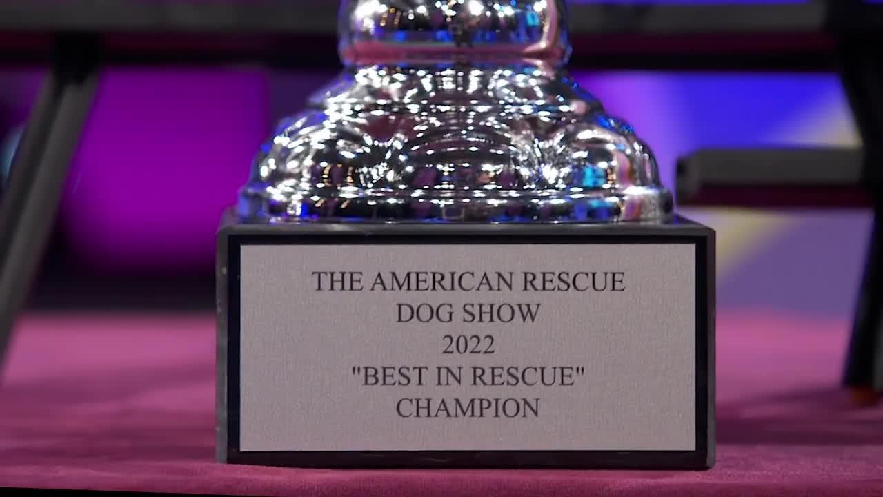 The American Rescue Dog Show - WED MAY 25 on ABC