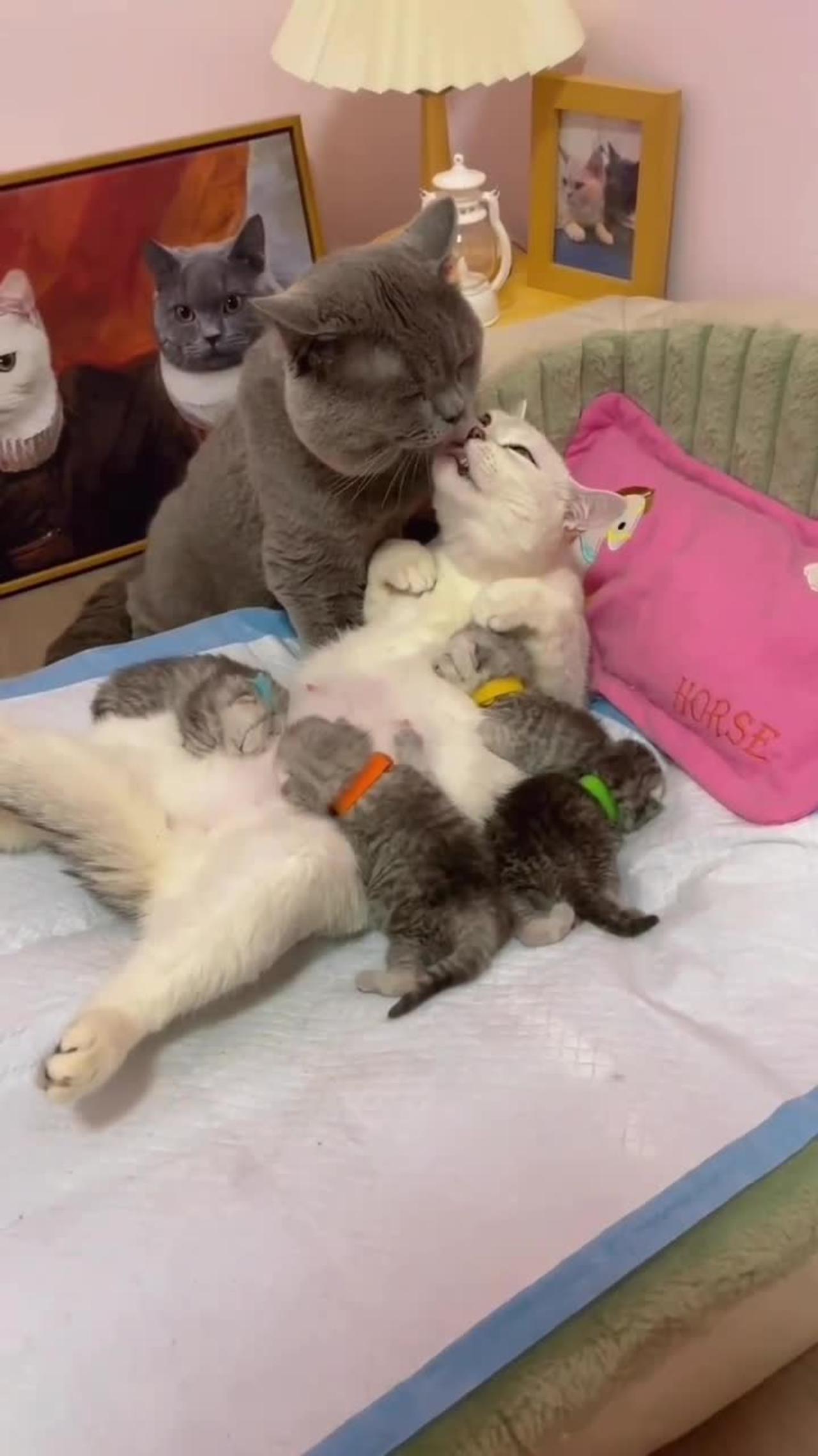 Mummy cat,😍 baby cat video, heart moment video