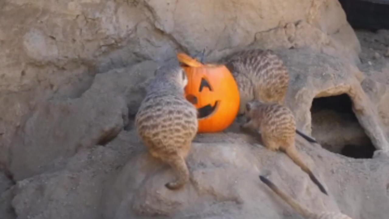 Meerkat pumpkin enrichment