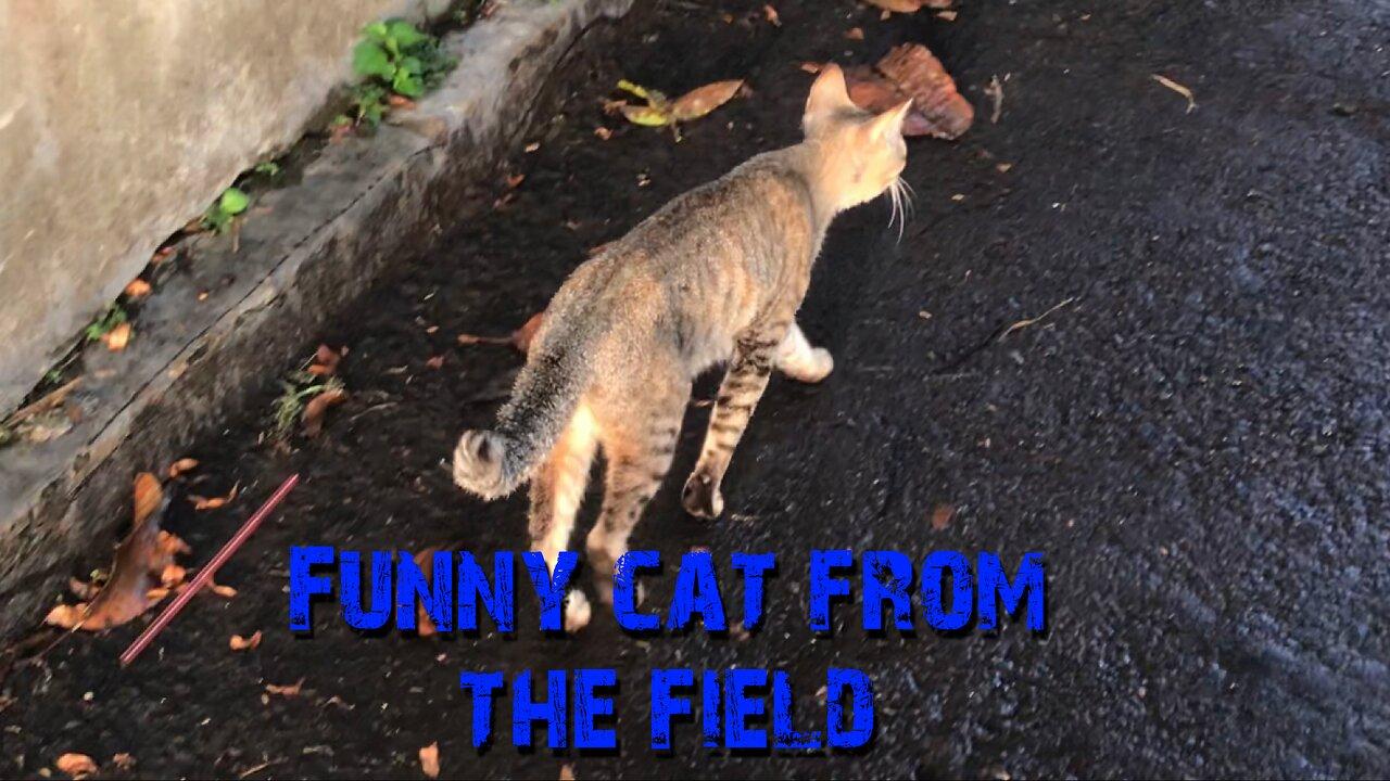 CAT FROM THE FIELD