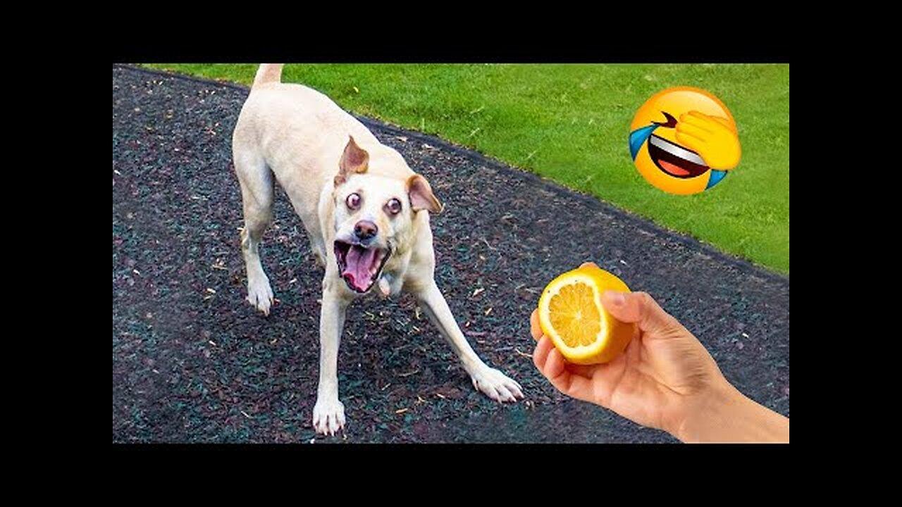 Best Funny Animal Videos 2022 and 2021 😺😁 - One News Page VIDEO