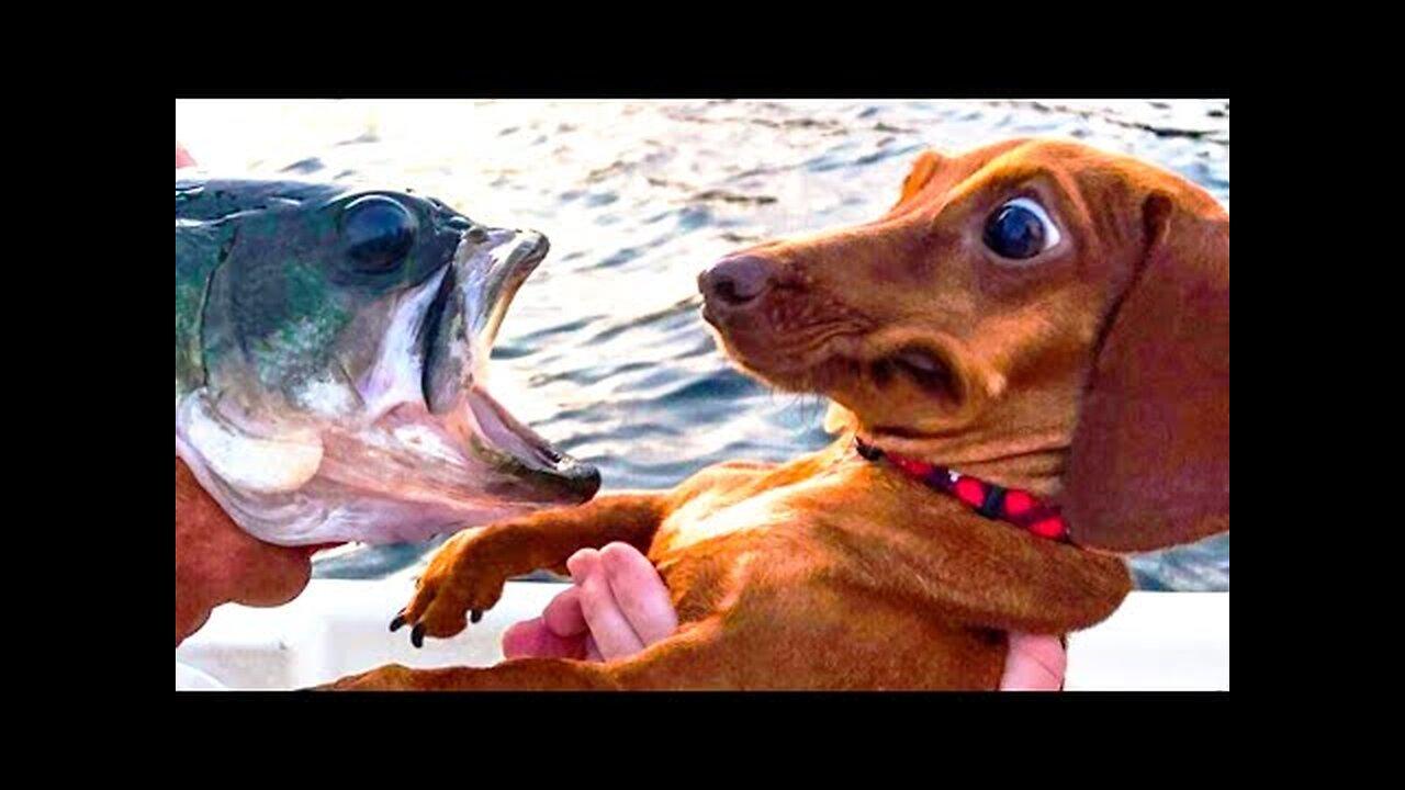 🤣 Funniest 🐶 Dogs and 😻 Cats - Awesome Funny Pet Animals Videos 😇