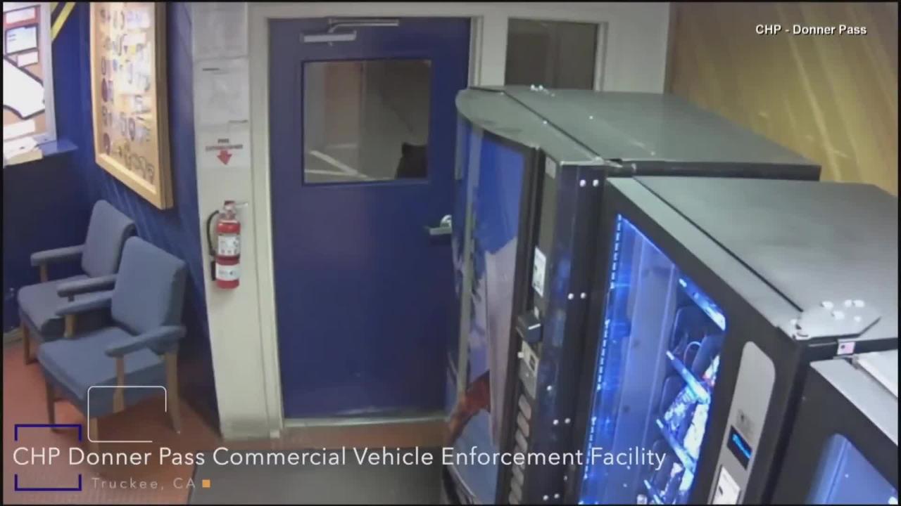 Bear Enters California Police Station Through the Door and Explores the Space