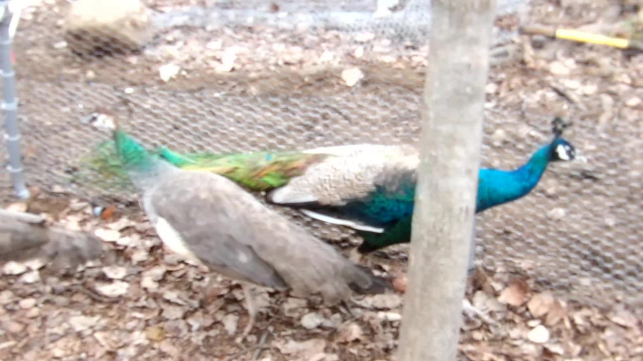 Flock it Farm: Help us name our Peafowl