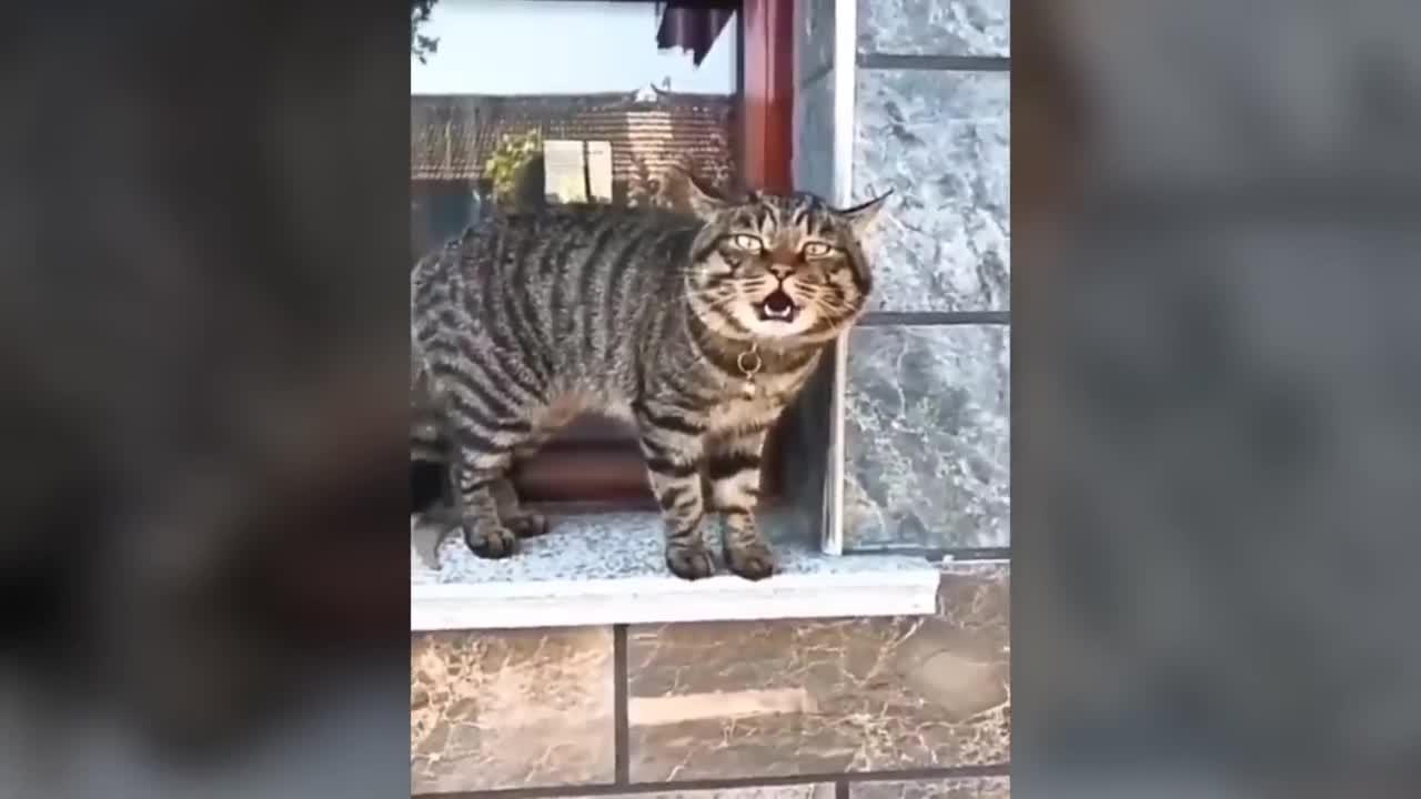 Cats talking funny compilation