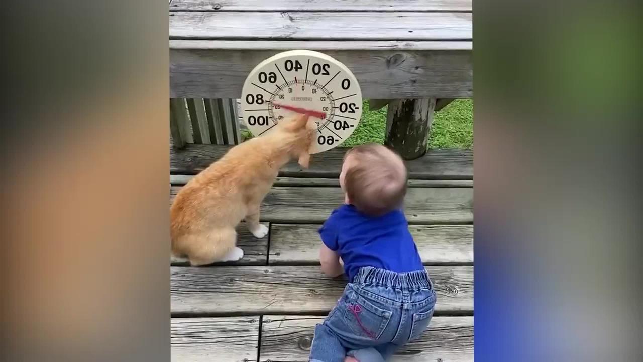 baby  and  pets