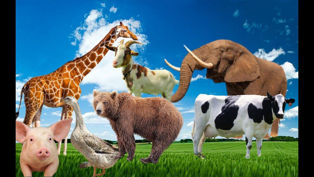 Animal cute,,cow,cat,dog,chiken,lion,elephant,rabbit,snack