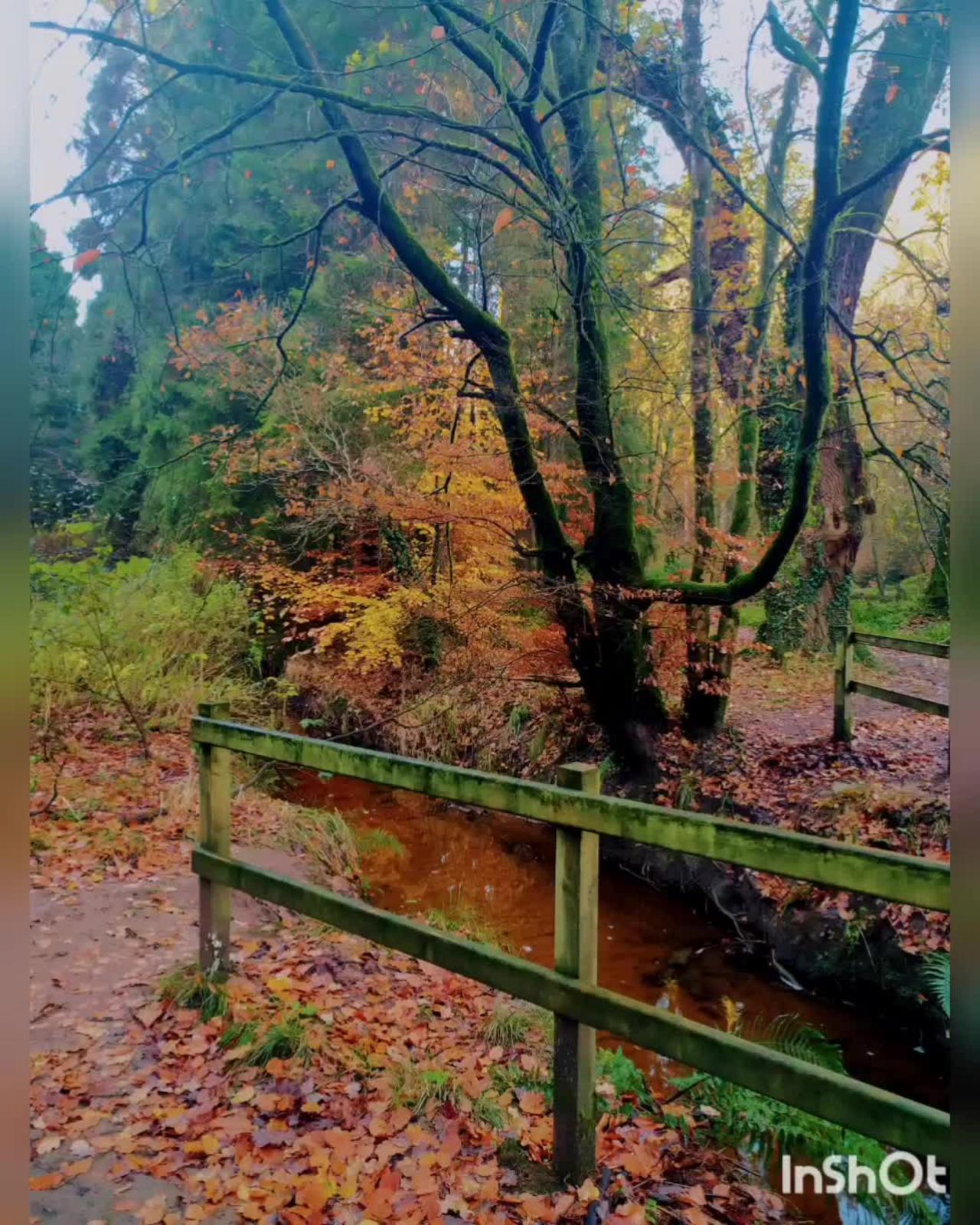 Late autumn colours, Northern Ireland