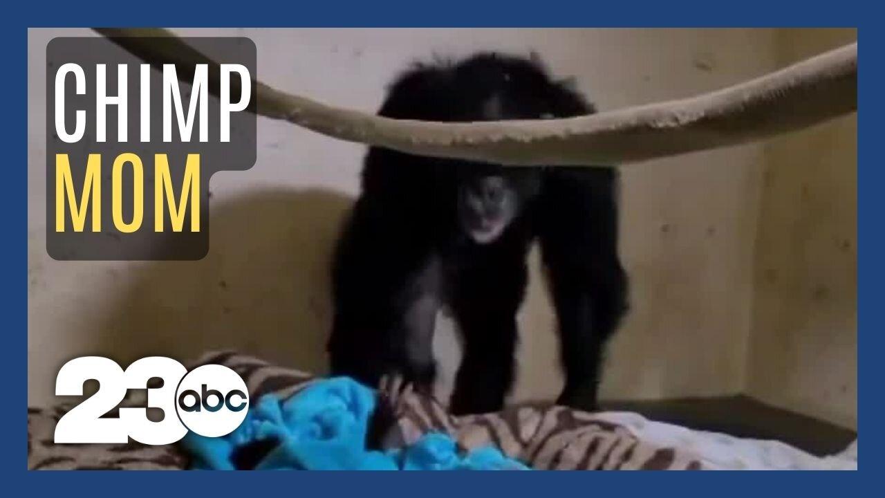 The story behind the viral 'Chimp Mom' video