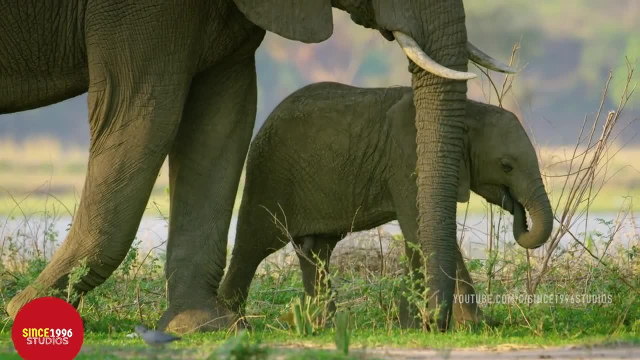 Relaxing Nature: See the amazing wildlife in 1080p HD.
