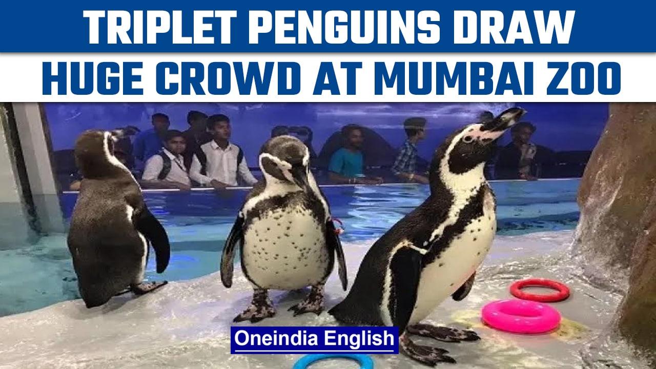 Mumbai Zoo: People rush to see triplet penguins | Oneindia News *News