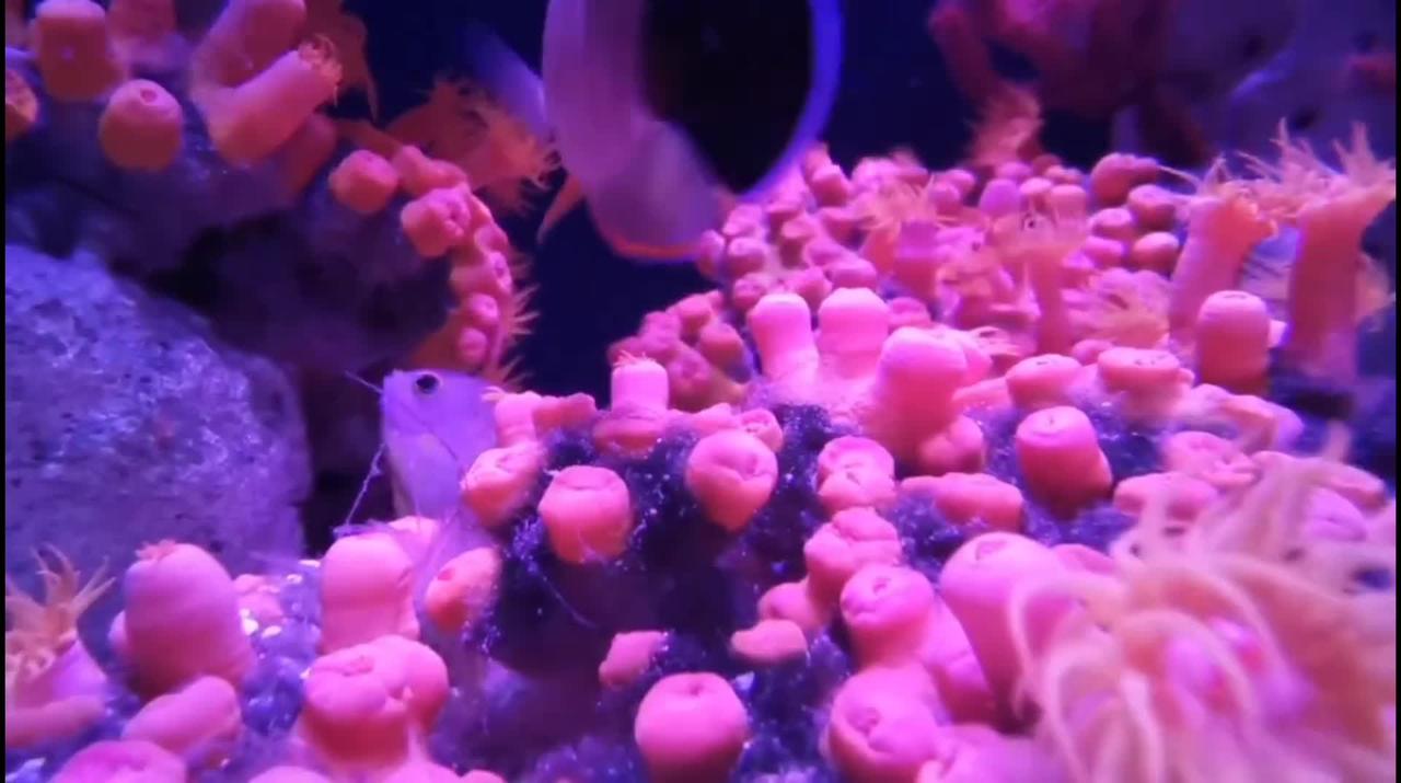 The behavior of sea water animals nemo - One News Page VIDEO