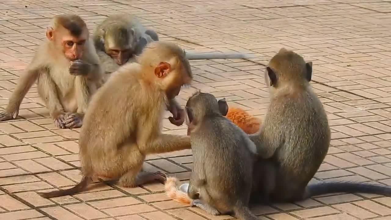 Funny dog vs monkey fight video