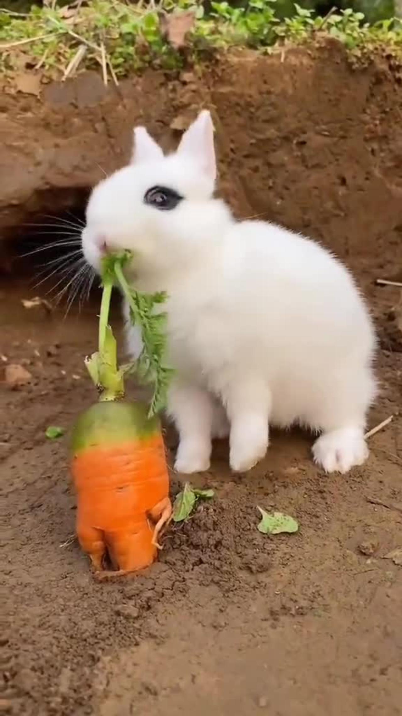 funny rabbit 2022