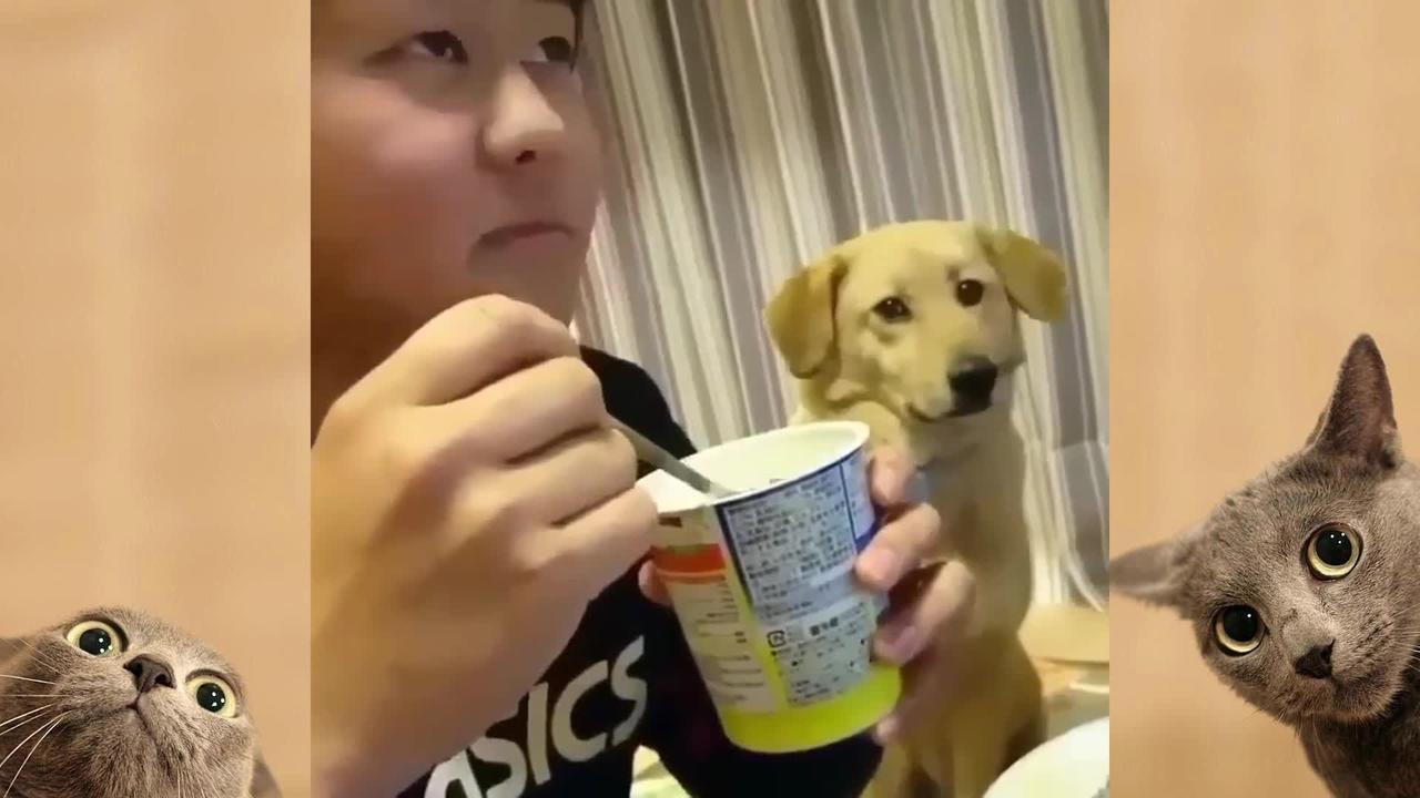 funny dog ​​videos collection