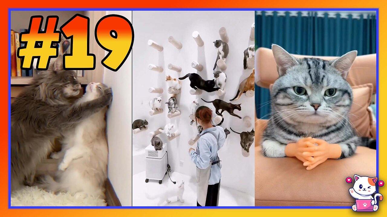 19- Cute funny cat video- Best Funny Animals Video - Best Cats😹 and Dogs🐶 Videos of the Month 2022!
