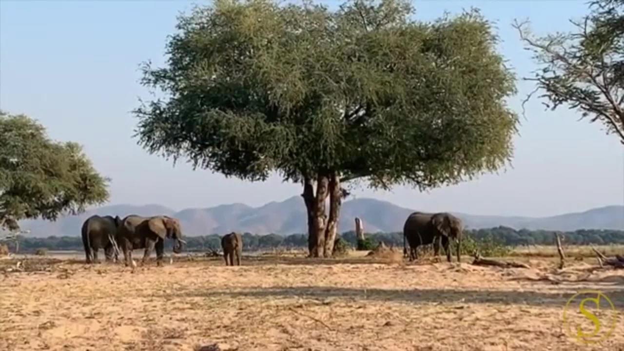 The peaceful life of Zimbabwe's elephants.