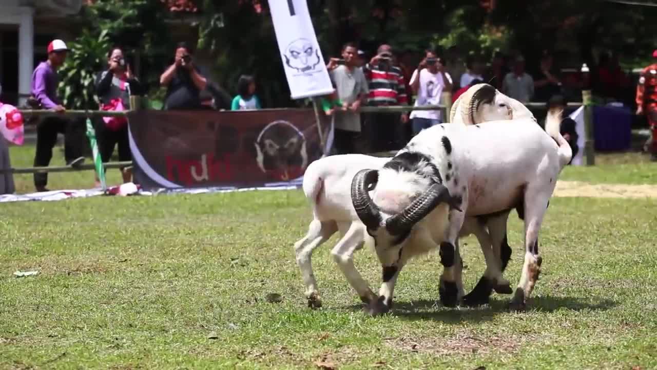 Bogor's Sheep Fights Are Exciting