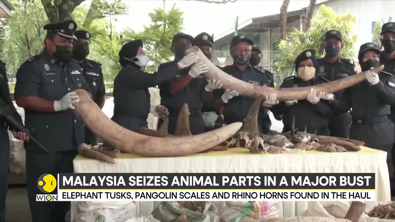 Malaysia seizes illegal animal parts worth $18 million | International News | WION