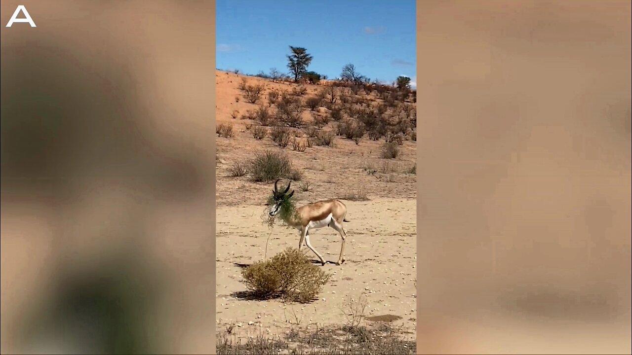 Fabulous African Springbok Decked Out in Fashionable Bush Head Dress