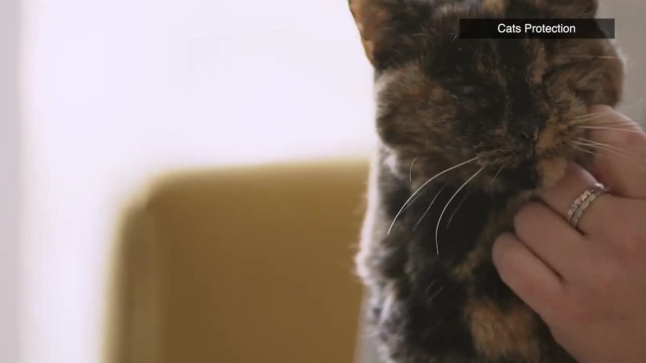 Meet Flossie - the world’s oldest cat!