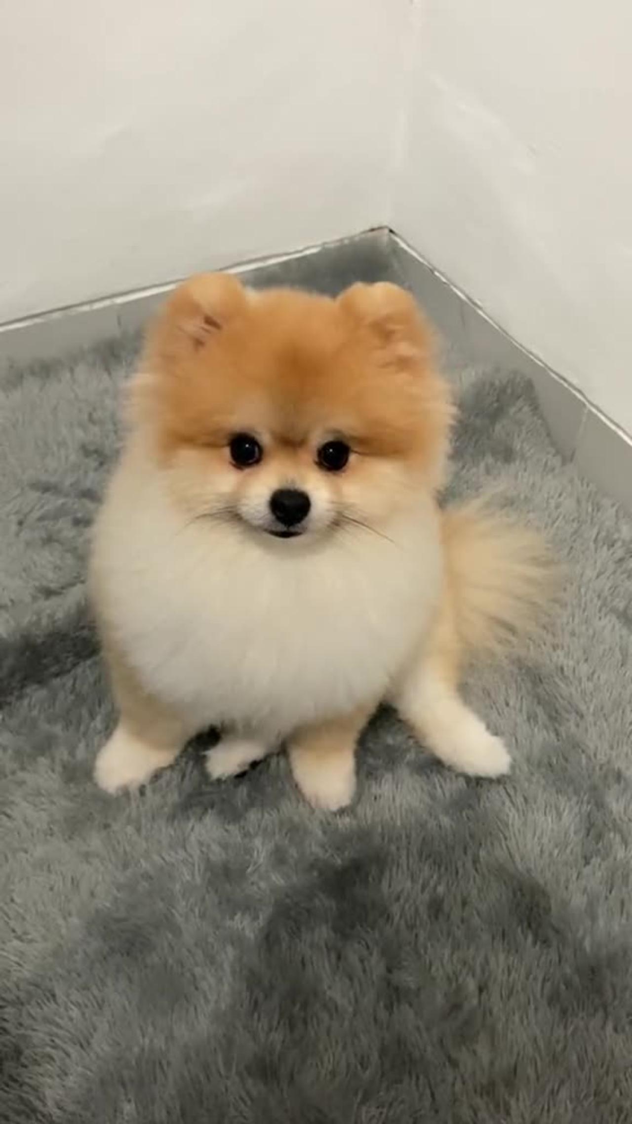 cute and adorable dog