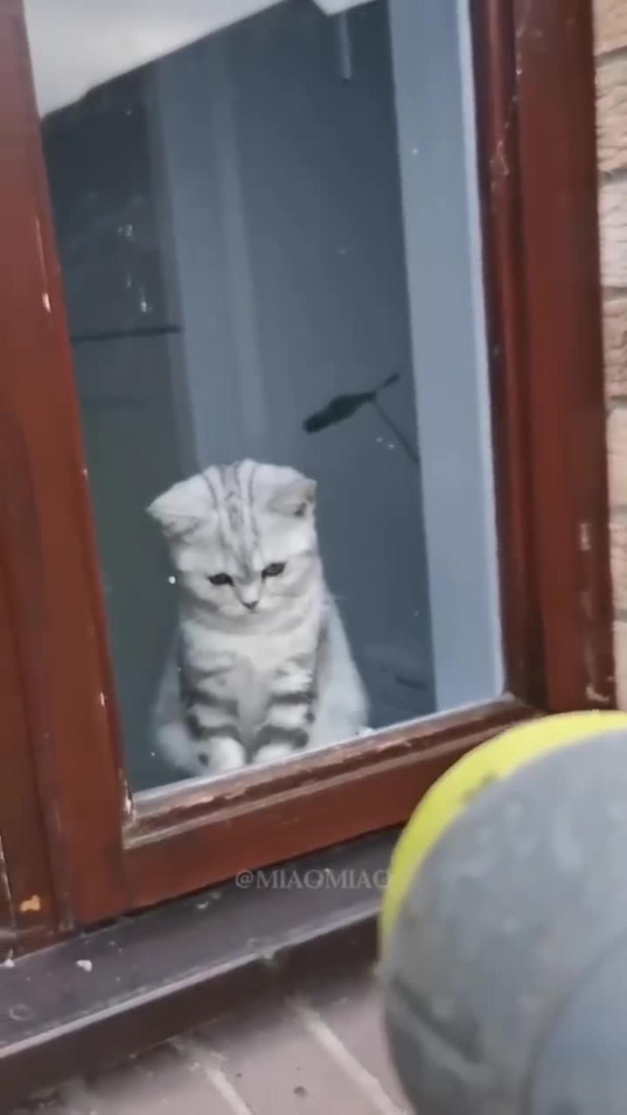 Funny cat video😂😂 - One News Page VIDEO