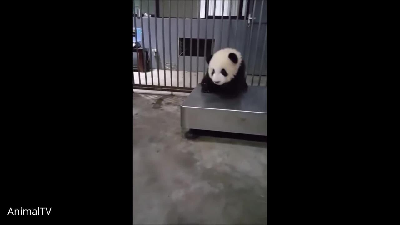 Cute Baby Pandas Playing Compilation - TRY NOT - One News Page VIDEO