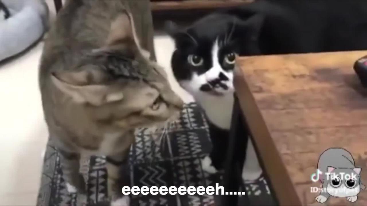 funny cats moments 2022