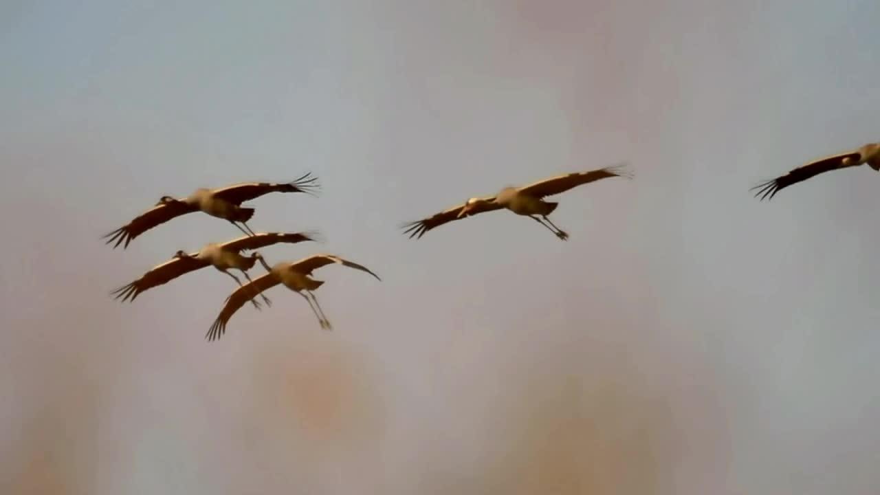 Amazingly wild bird in slow motion flight in 1080p full HD, user-free video