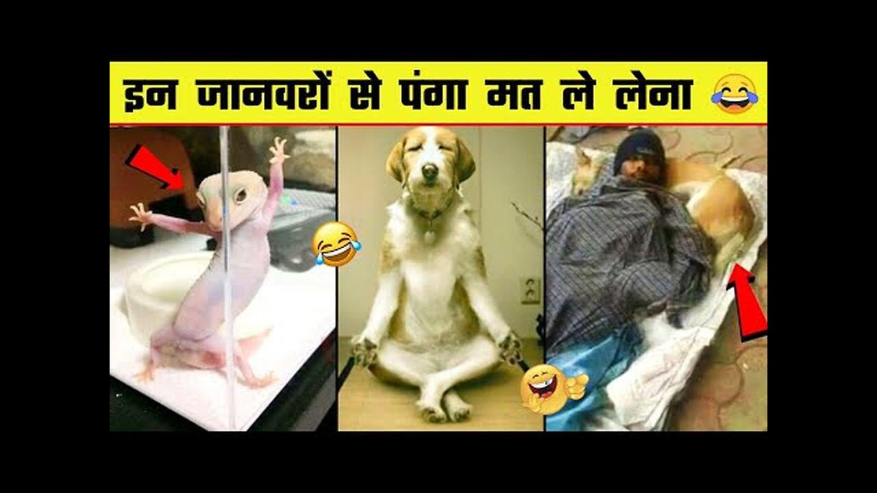 Animals comedy and funny video in this video.