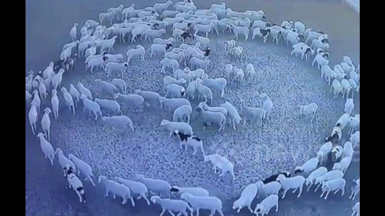 A rare occurrence in China, a flock of sheep circling for 12 hours