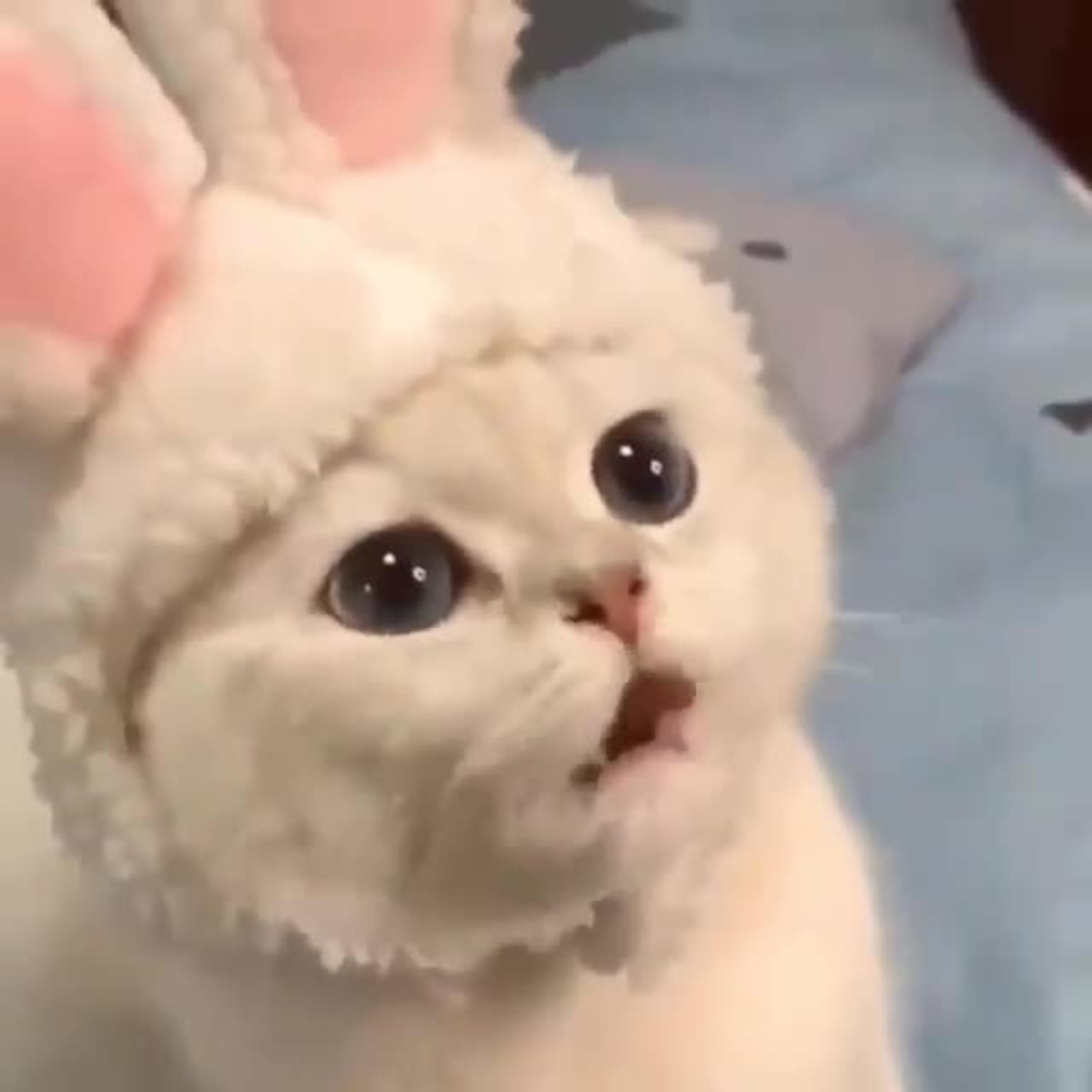 A Beautiful Cat with Bunny ears