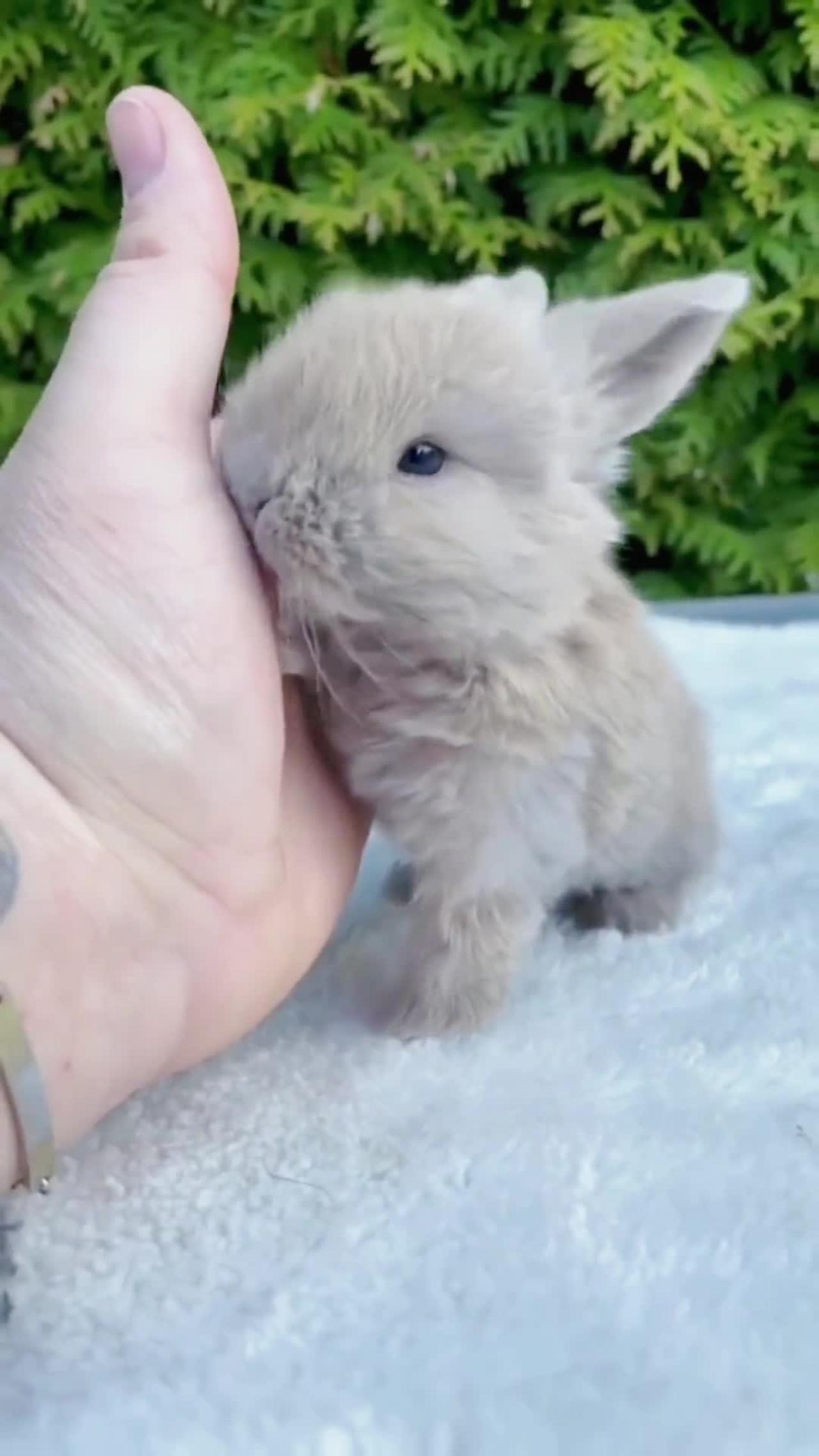 Lovely rabbit.